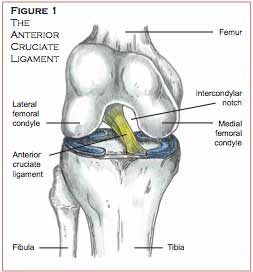 Acl Ligament Tear